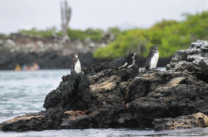 Tintoreras Islet Tour From Isabela - Hiking & Snorkeling in Galapagos Islands - Accessibility and Booking
