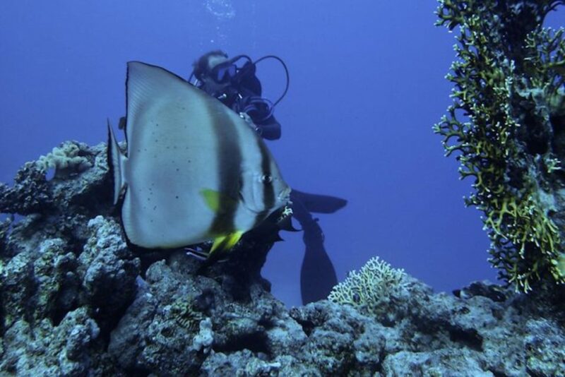 Tiran Island: Full-day Snorkeling, Diving Boat Trip - Highlights and Marine Life