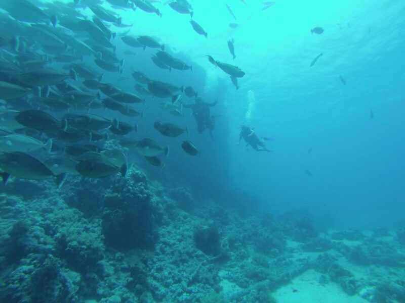 Tiran Island: Full-day Snorkeling, Diving Boat Trip - Travel Tips for Visitors