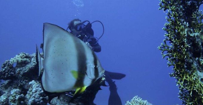 Tiran Island: Full-day Snorkeling, Diving Boat Trip - Frequently Asked Questions