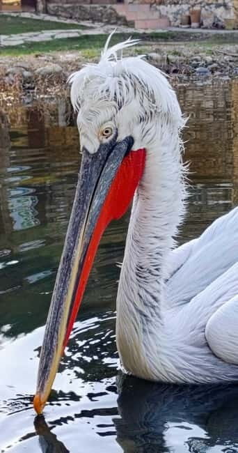 Tirana / Durrës: Berat UNESCO City & Karavasta National Park - Who Will Love This Tour?