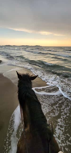 Tirana/Durrës: Fllakë Beach Escape and Optional Horse Ride - An Authentic Albanian Coastal Escape
