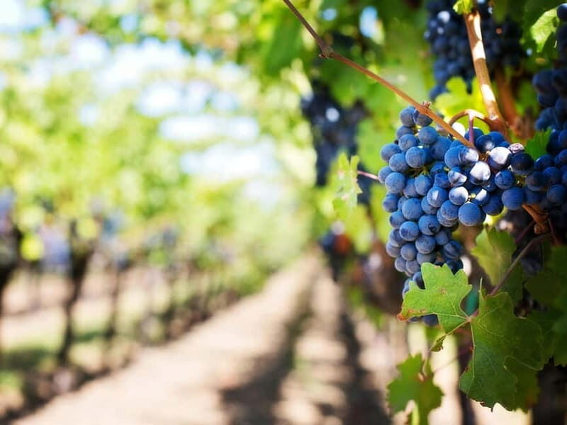 Tirana: Petrela Castle, ATV, Zipline, and Wine Tasting Tour - Logistics and Practicalities