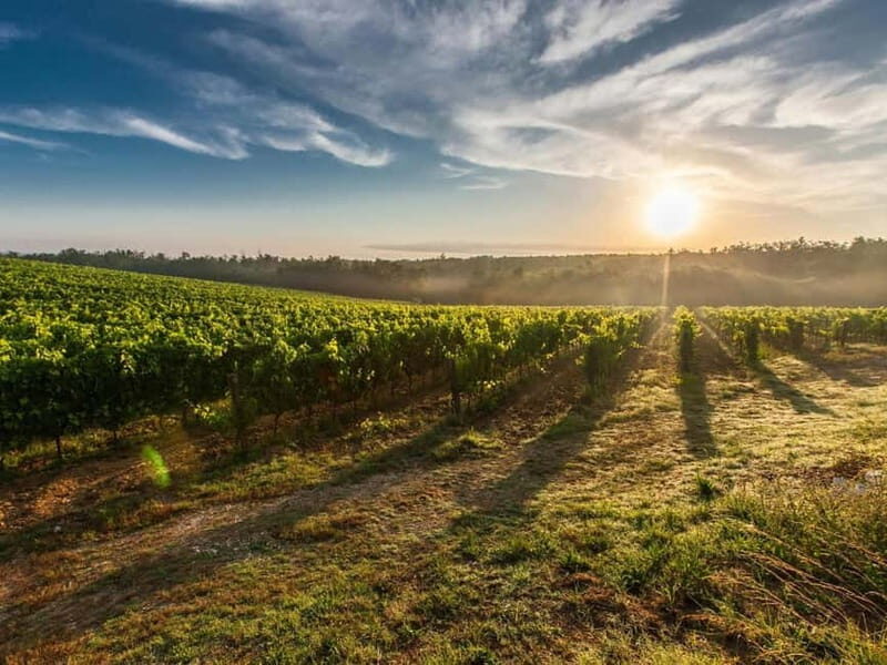 Tirana: Petrela Castle, ATV, Zipline, and Wine Tasting Tour - Who This Tour is Best For