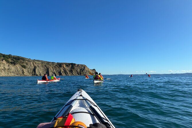 Tiritiri Matangi Sea Kayak Tour - Wildlife and Nature: What You’ll Encounter