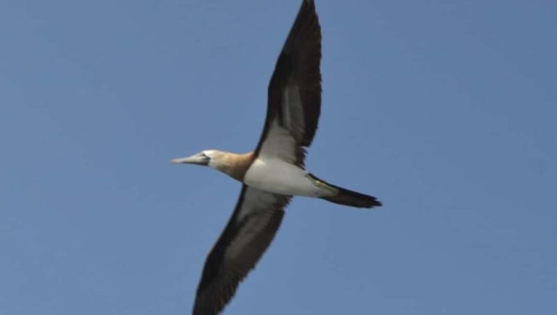 Title: Puerto Vallarta: Marietas Island Adventure - Key Points