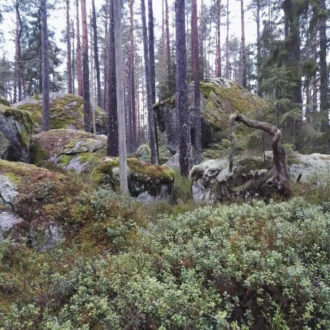 Tiveden National park: Summer guided walk around Stenkälla - Pricing and Value