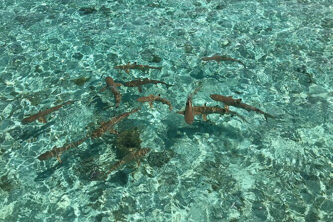 Toa Boat Bora Bora Private Lagoon tour with Lunch on Entertainer Bar Boat - The Sum Up