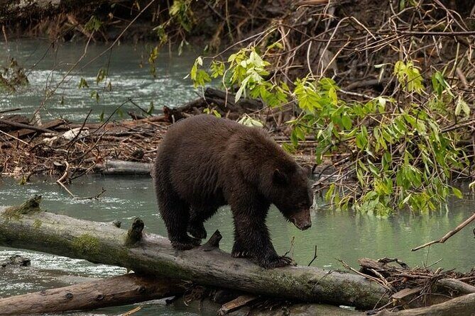 Toba Bears and Wilderness Grizzly Bear Viewing in Campbell River - Inland in the Toba Inlet: Grizzly Bear Viewing with Cultural Context