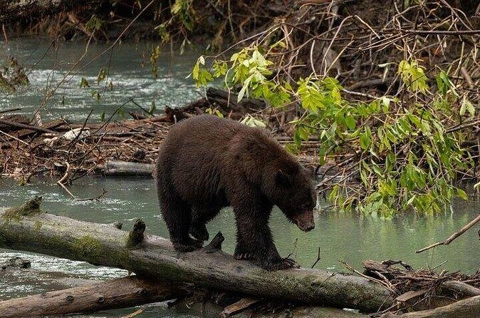 Toba Bears and Wilderness Grizzly Bear Viewing in Campbell River - Authentic Encounters & Real Traveler Feedback