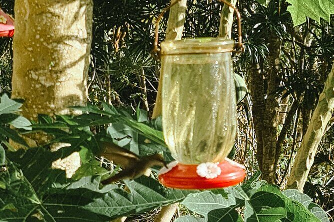 Tobago Island Tour - Price and Value