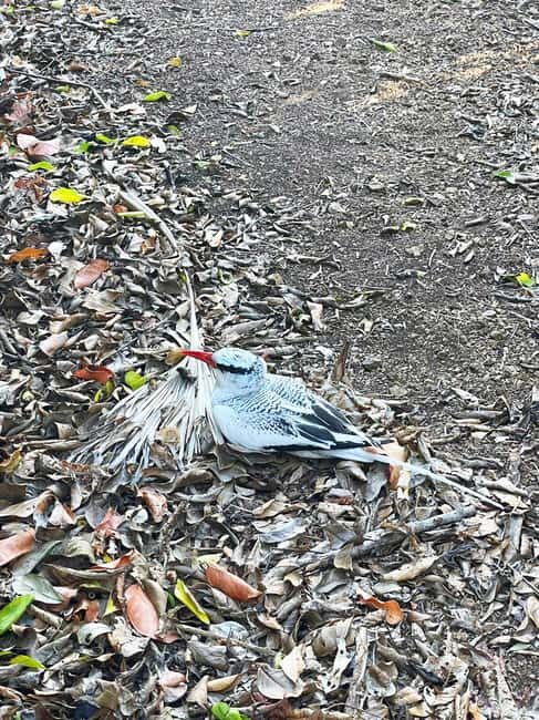 Tobago: Little Tobago Bird Sanctuary Visit and Boat Tour - FAQs