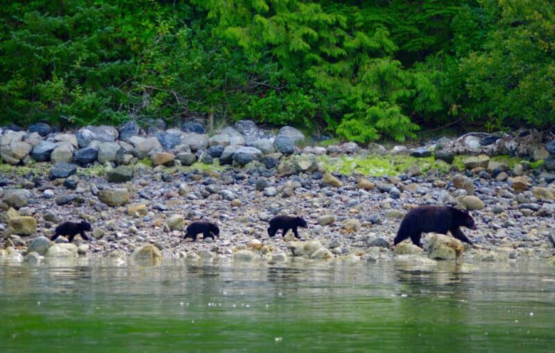 Tofino: Bear Watching Boat Tour with Nature Guide - Why Consider This Tour?