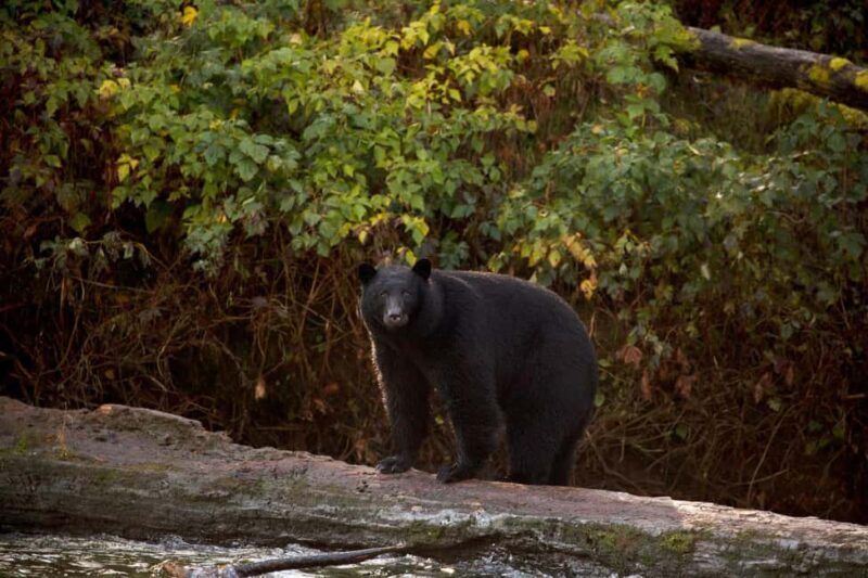 Tofino: Bear Watching Boat Tour with Nature Guide - Key Points