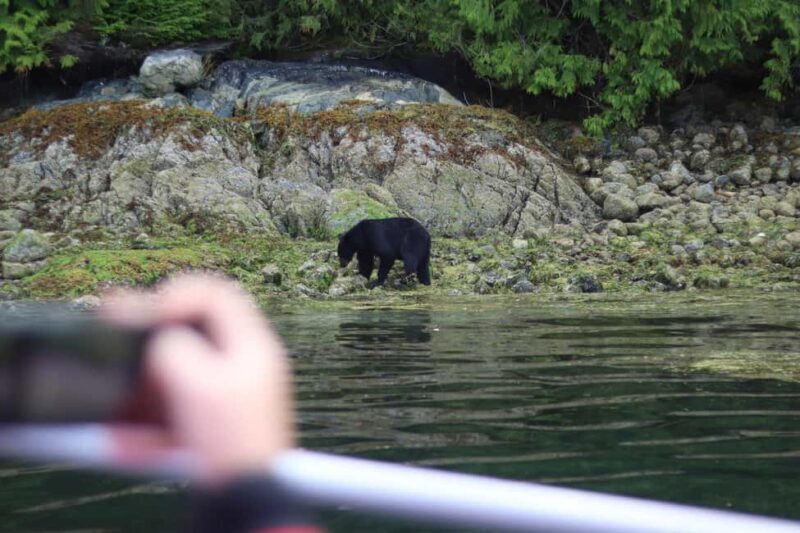 Tofino: Bear Watching Boat Tour with Nature Guide - Wildlife Viewing: What’s Likely and What’s a Bonus