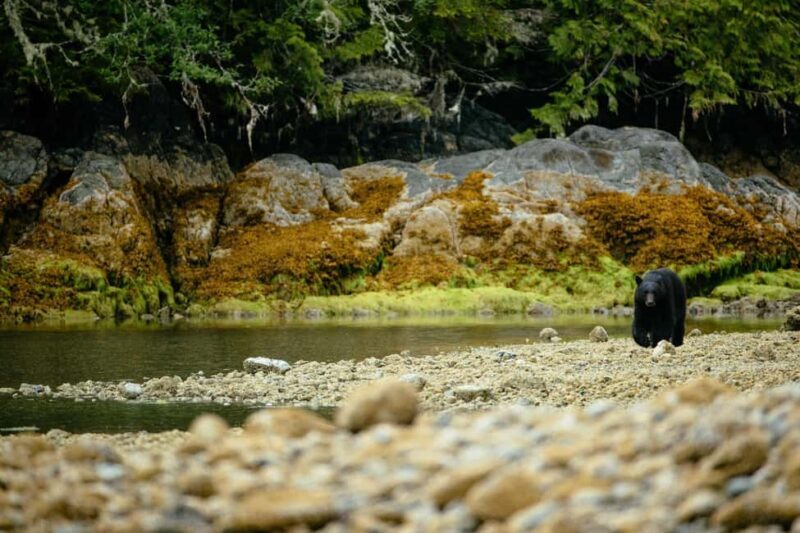 Tofino: Bear Watching Boat Tour with Nature Guide - The Guide and Interpretive Experience