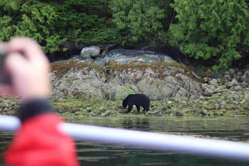 Tofino: Bear Watching Boat Tour with Nature Guide - What We Don’t Get