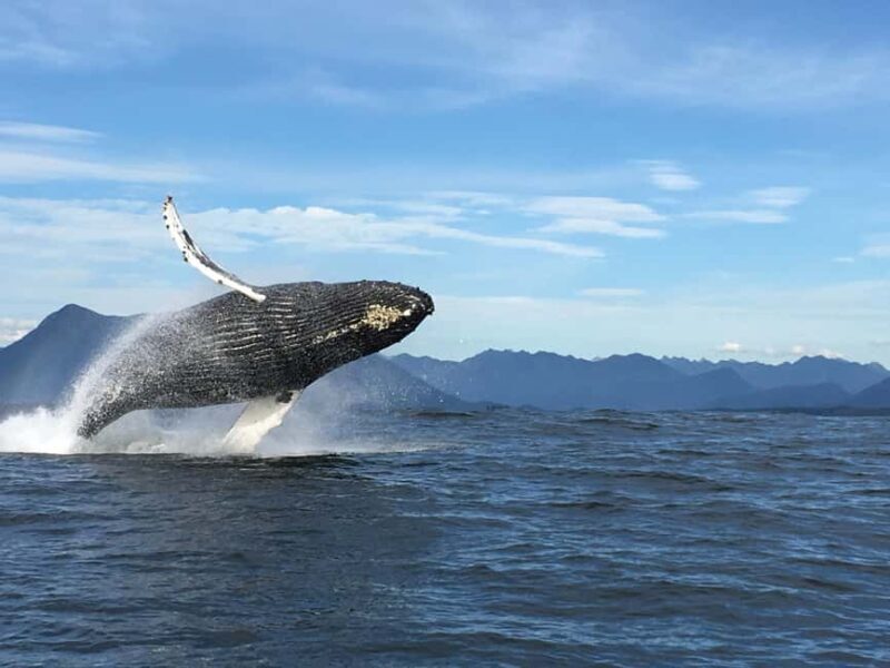 Tofino: Whale Watching Tour with Nature Guide - Key Points