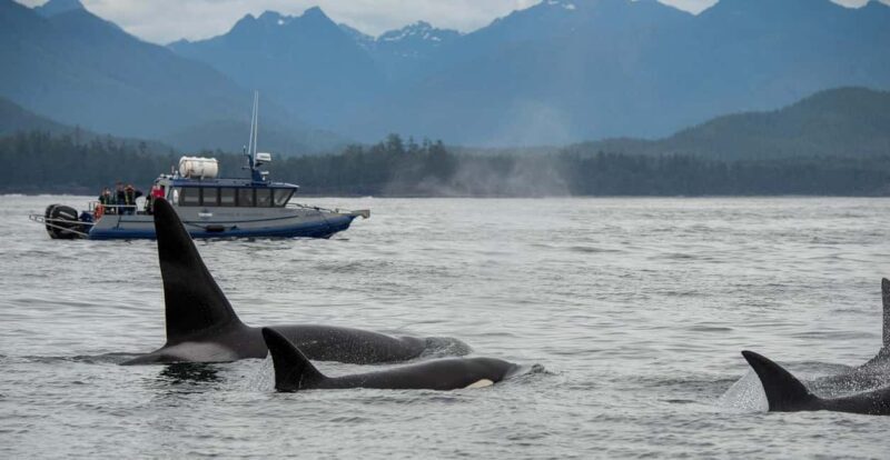Tofino: Whale Watching Tour with Nature Guide - Authentic Encounters and Real Feedback