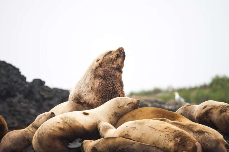 Tofino: Whale Watching Tour with Nature Guide - The Sum Up