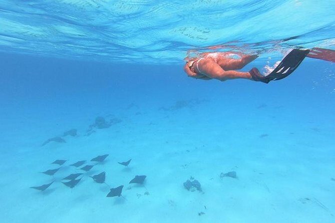 Tohora Bora Bora Snorkeling Lagoon Tours - An In-Depth Look at the Experience