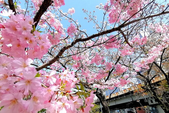 Tokyo Cherry Blossoms Blooming Spots E-Bike 3 Hour Tour - Meeting Point and Pickup