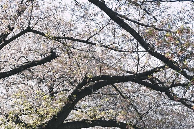 Tokyo City 1-Day Private Tour With Bilingual Driver - Pricing