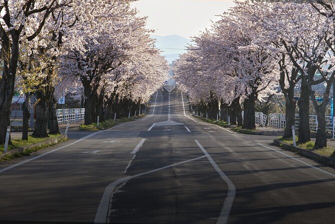 Tokyo City Cherry Blossom Private Sightseeing Tour - Inclusions