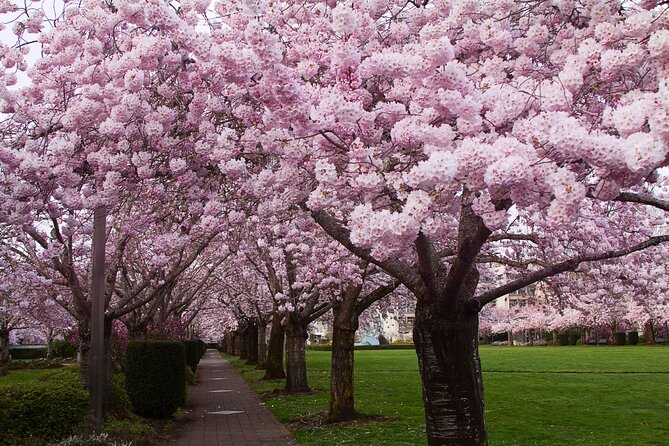 Tokyo City Cherry Blossom Private Sightseeing Tour - Pickup Information