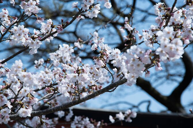 Tokyo City Cherry Blossom Private Sightseeing Tour - Explore Tokyos Cherry Blossoms