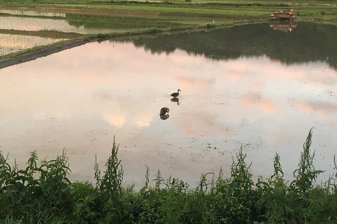 Tokyo Countryside Exploration Private Tour - Accessibility Information