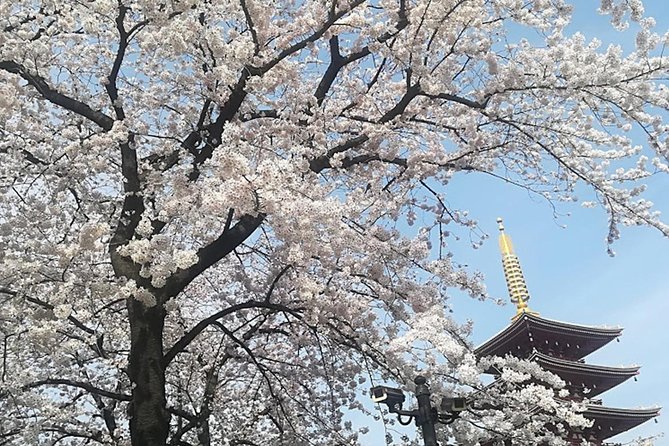 Tokyo Highlights, Meiji Shrine, Asakusa, Ueno & Tokyo National Museum - Ueno