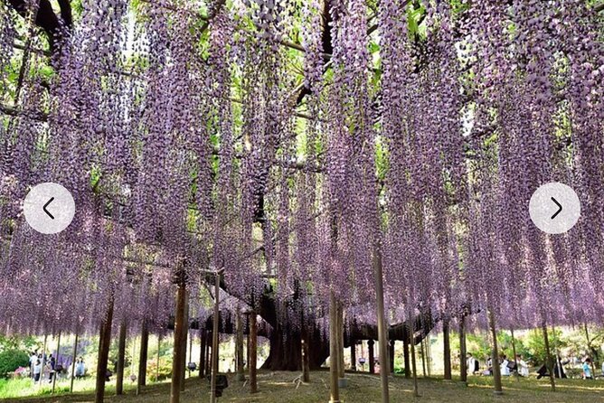 Tokyo Private Day Tour by Car With English Speaking Driver Guide - Booking and Cancellation