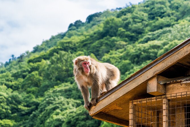Tokyo to Kyoto 1-Full Day Private Guided Tour - Pricing and Transportation