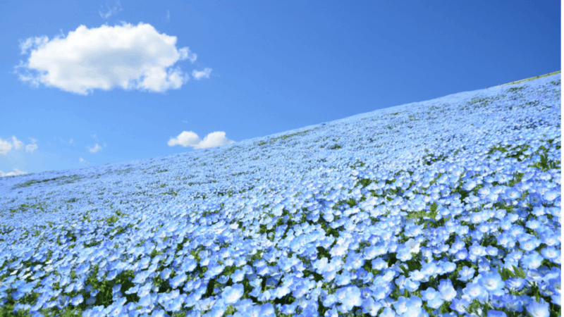 Tokyo:Hitachi Seaside Park and Aquaworld Oarai Aquarium Tour - Discover Aqua World Oarai