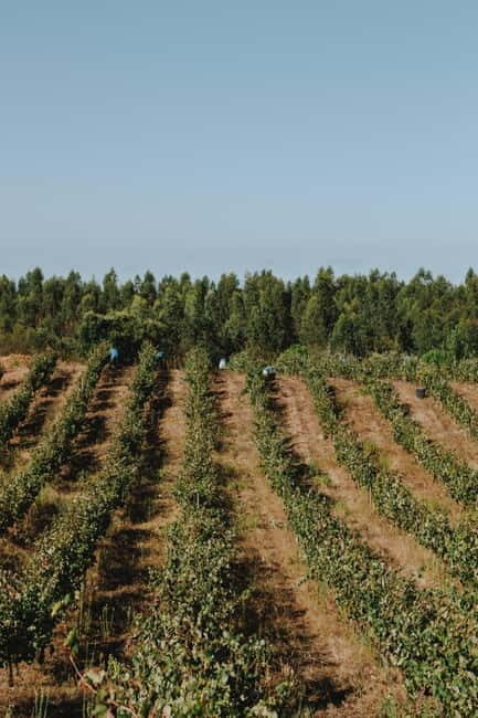 Tomar: Lunch among the vineyards - Who should consider this experience?