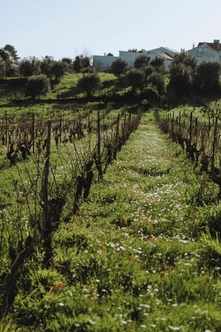 Tomar: Wine Picnic for Two - Key Points