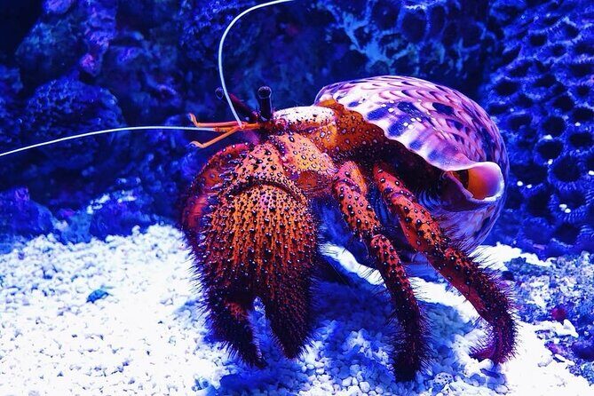 Tomb of the Pharaohs and Cairns Aquarium Combo - Practical Details and Tips