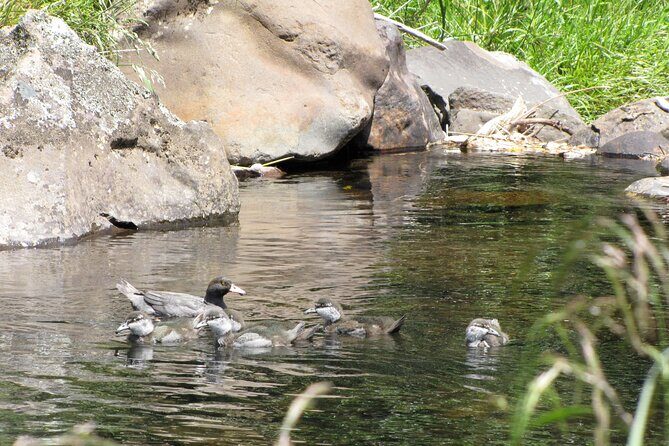 Tongariro Thrills: Grade 3 Whitewater Rafting Adventure - The Sum Up