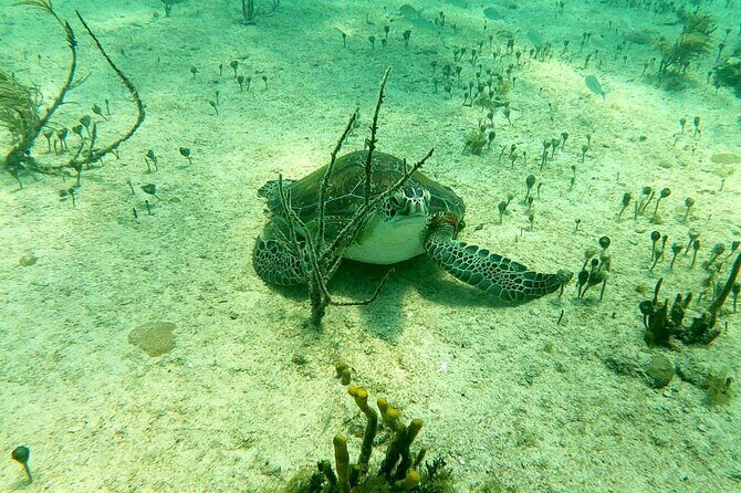 Top 4 Snorkeling Adventures in Bimini - Why This Tour Offers Real Value