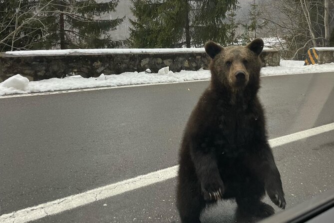 Top Gear Road Near Poenari Fortress, Small Group Max 8 - Cancellation Policy