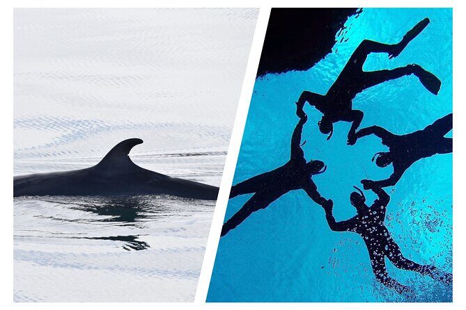 Top-Rated Snorkeling in Silfra & Whale Watching | Self-Drive from Reykjavik - Key Points