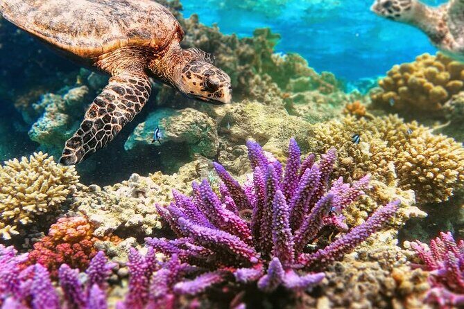 Top Snorkeling Experience in Puerto Morelos Reef - An In-Depth Look at the Puerto Morelos Snorkeling Tour