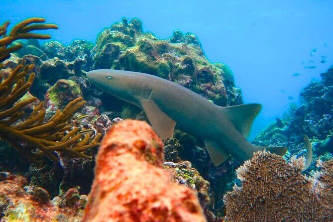Top Snorkeling Experience in Puerto Morelos Reef - The Sum Up: Who Will Love This Tour?