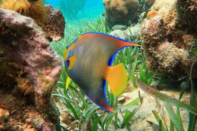 Top Snorkeling Experience in Puerto Morelos Reef - FAQs