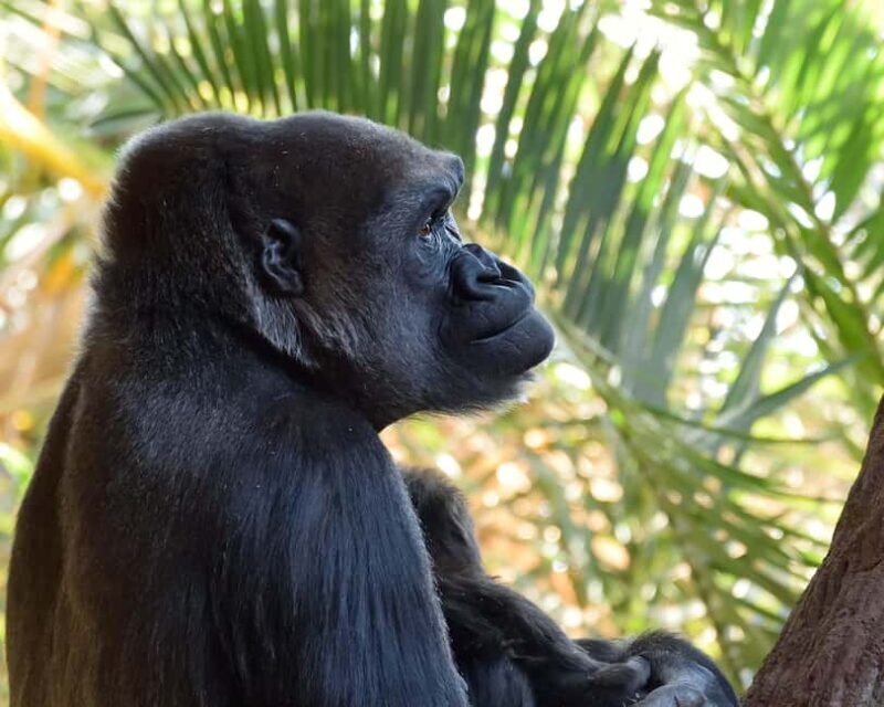 Toronto CityPASS®: Save up to 38% at 5 Top Attractions - Frequently Asked Questions