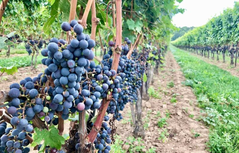 Toronto: Niagara-on-the-Lake, Wine Tasting & Chocolate Tour - Who Will Love This Tour?