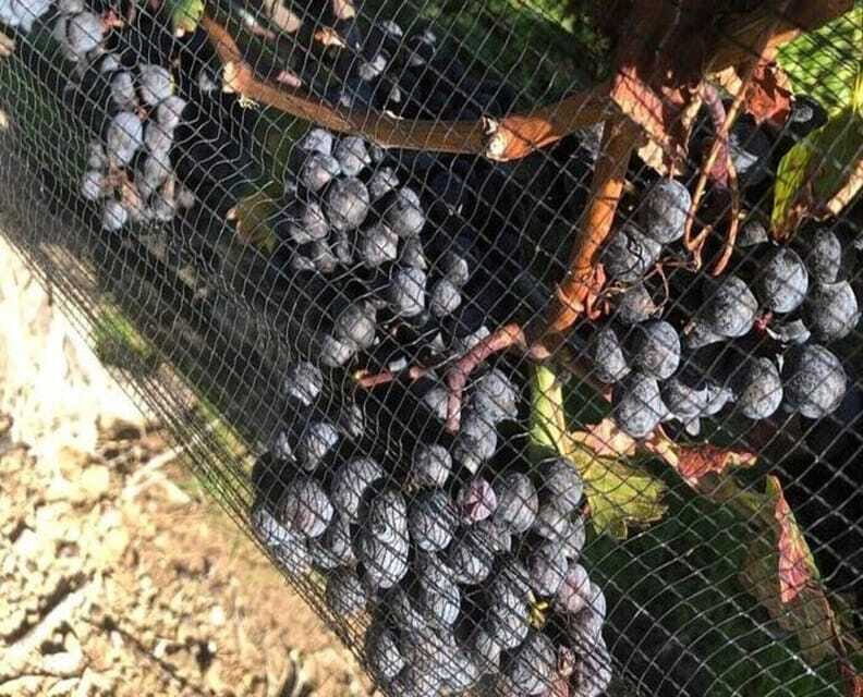 Toronto: Private Wine Tour to Niagara-on-the-Lake - Scenic Landscapes and Authentic Atmosphere