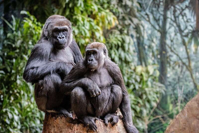 Toronto: Toronto Zoo Entry Ticket - FAQ