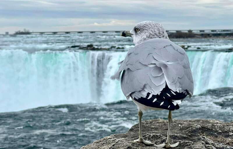 Toronto: Winter Niagara Falls Tour with Attractions Package - Key Points